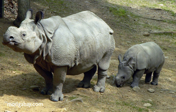 Tê giác Sumatra ở Malaysia được kết đôi để nhân giống 
