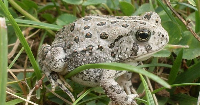 Giải mã tình ca loài ếch
