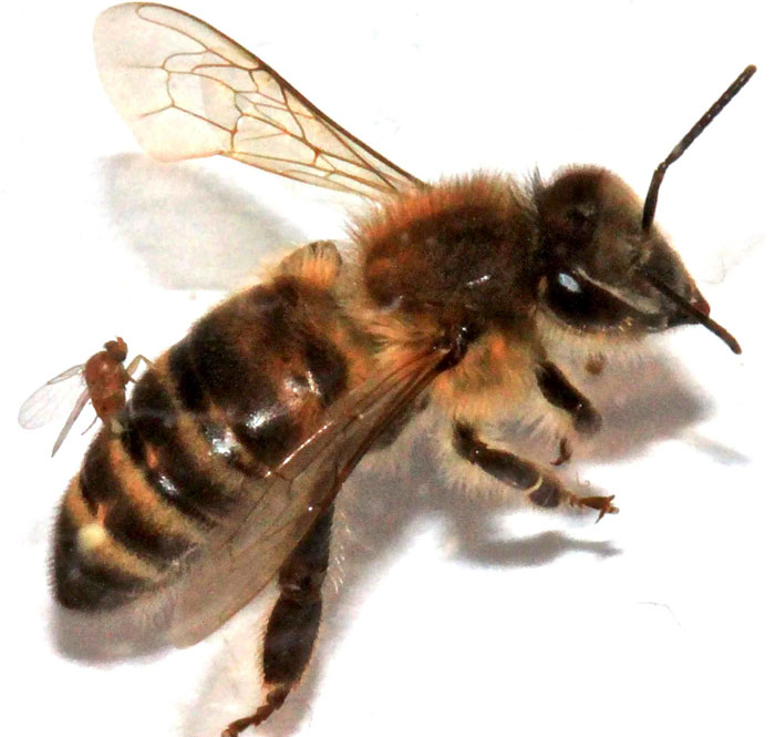 Ruồi ký sinh biến ong thành thây ma