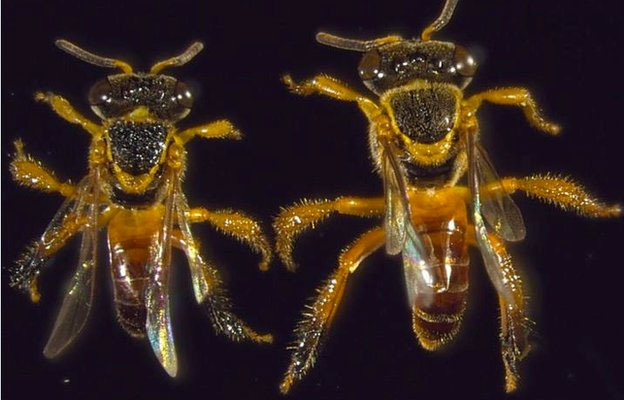 Những chiến binh của loài ong Jatai