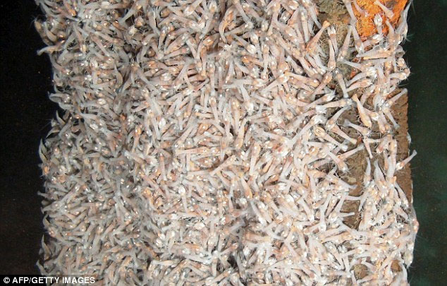 Loài tôm có thể sống trong nước nóng 450 độ C