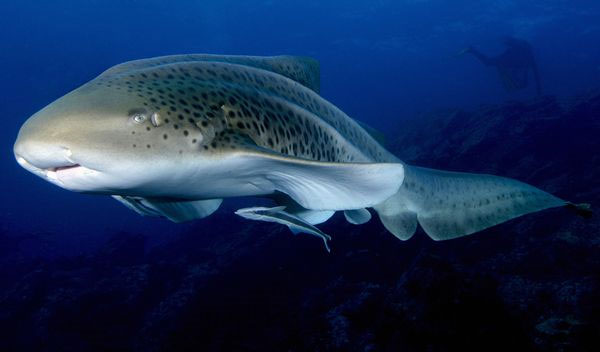 Cá mập "trinh nữ" đẻ nhiều kỷ lục 