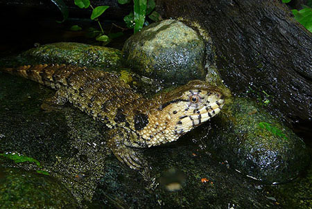 Quái dị 