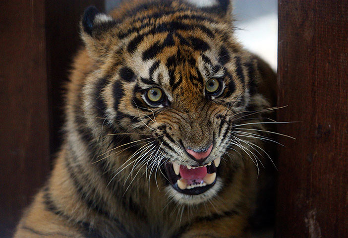 Ảnh đẹp: Hổ Sumatra nuôi trong nhà dân