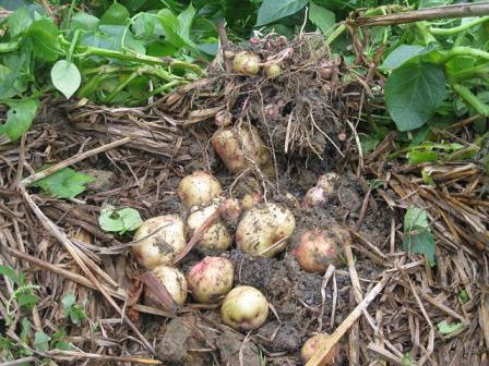 Cách thức mới để trồng khoai tây cho hiệu quả cao 