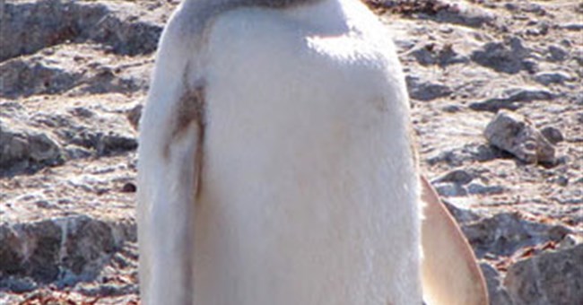 Phát hiện một loài chim cánh cụt hiếm ở Nam Cực