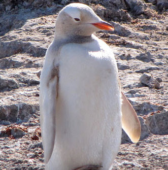 Phát hiện một loài chim cánh cụt hiếm ở Nam Cực