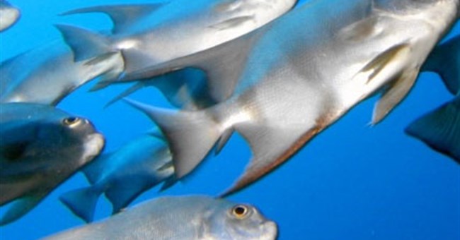 Khí thải CO2 làm thay đổi tập tính của loài cá biển