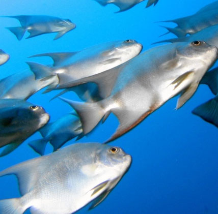 Khí thải CO2 làm thay đổi tập tính của loài cá biển