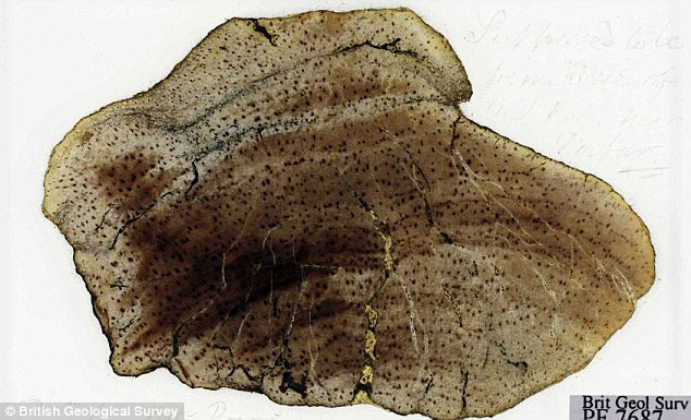 Tìm thấy mẫu hóa thạch bị mất của Darwin