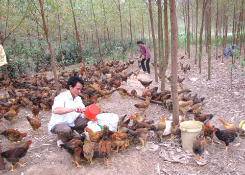 Bắc Kạn: Thử nghiệm mô hình chăn nuôi gà thả đồi