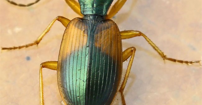 Động vật cũng kén chọn thức ăn