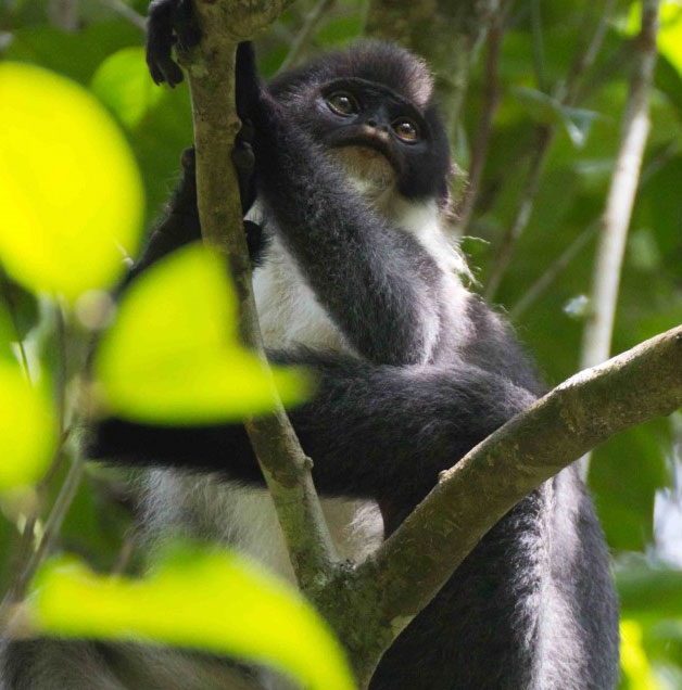 Tìm thấy một giống khỉ quý hiếm trên đảo Borneo