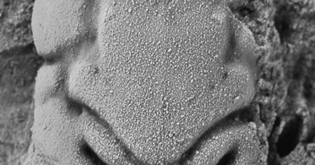 Tôm hoá thạch tên Michael Jackson