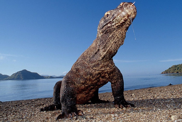 Thế giới kỳ thú của loài rồng Komodo