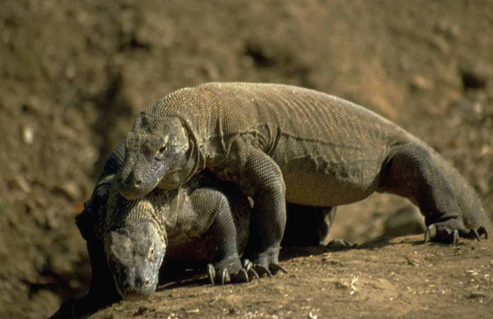 Thế giới kỳ thú của loài rồng Komodo