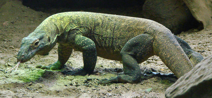 Thế giới kỳ thú của loài rồng Komodo