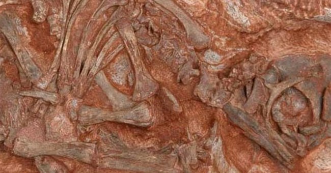 Phát hiện tổ khủng long xưa chưa từng thấy 