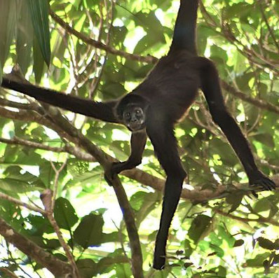 Phát hiện khỉ sắp tuyệt chủng tại Nam Mỹ
