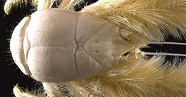 Cua "người rừng"