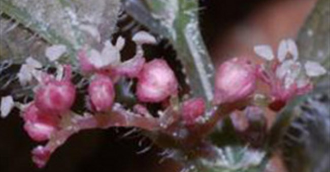 Loài hoa kỳ lạ ở trong hang