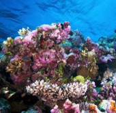 Phát hiện san hô ở độ sâu "chưa từng nghĩ đến"