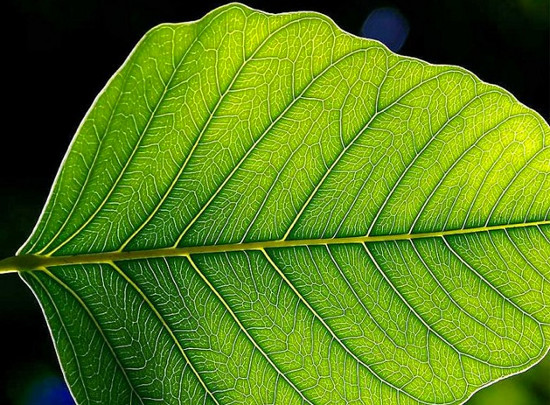 Ngỡ ngàng loài cây phát hiện được chất nổ