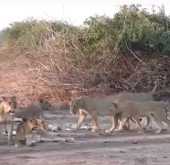 Video: Xem trâu rừng bị 20 con sư tử xẻ thịt