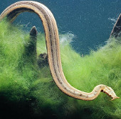 Ngắm loài rắn mọc râu độc nhất vô nhị của Việt Nam