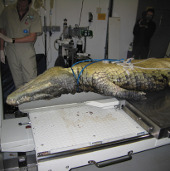 Cá sấu đầu hình búa chết hàng loạt ở bờ biển Fiji 