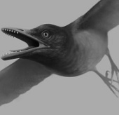 Phát hiện loài chim có hàm răng sát thủ 
