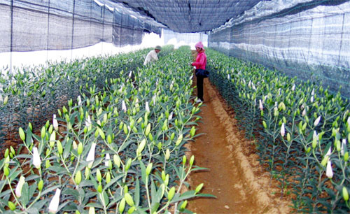 Phú Thọ: Nhân giống vô tính thành công hoa lily