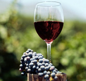 Rượu vang cũng có tác dụng như doping