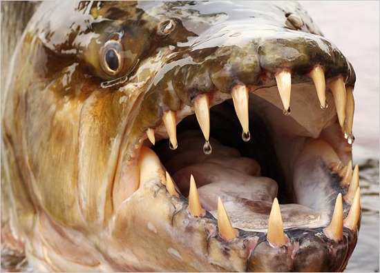 Với hàm răng sắc nhọn, chúng có khả năng cắn sâu, giật đứt những mảng thịt lớn
