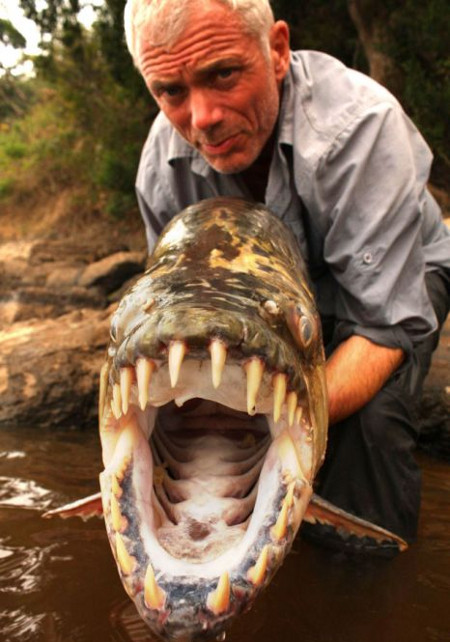 Cá hổ Tigerfish Goliath có bộ răng hình tam giác rất sắc  nhọn. Những chiếc răng đan cài vào nhau như lưỡi kéo.