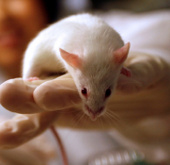 Tế bào iPS không gây đào thải ở chuột thí nghiệm 