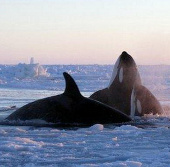 Canada: Chạy đua cứu cá voi mắc kẹt trong băng 