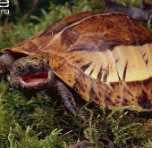 3 loài rùa "biến hình" lạ lùng nhất ở Việt Nam