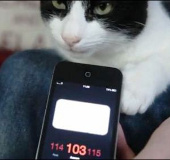 Video: Đo âm thanh của mèo Merlin