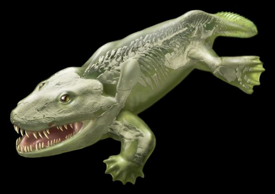 Hình ảnh 3D giải mã bí ẩn loài cá thú đầu tiên sống trên cạn.