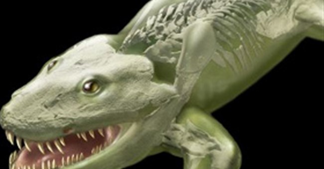 Lộ diện loài cá thú đầu tiên sống trên mặt đất 