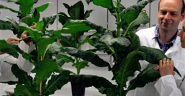 Cây biến đổi gene phát triển không ngừng 