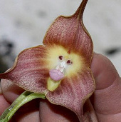 Độc đáo, hoa phong lan mặt khỉ ở Nam Mỹ 