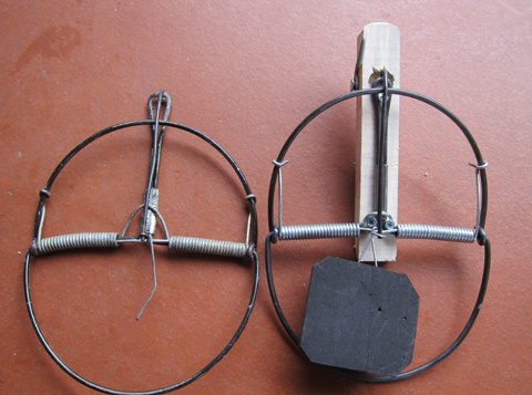 Phù thủy diệt chuột