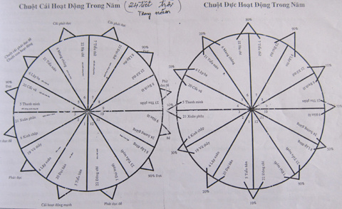 Phù thủy diệt chuột