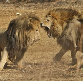 Video: Cận cảnh bầy sư tử đại chiến kinh hoàng 