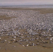 Cá chết trắng xóa bờ biển Mỹ 