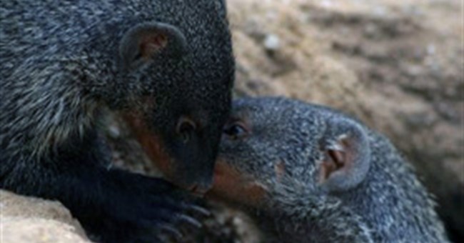 Cầy mangut kêu giống cách con người nói