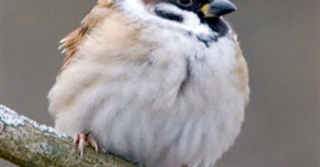 Chim mái có "chu kỳ" lãng tai y hệt phụ nữ 