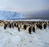 Tiếp cận 1 quần thể 9.000 chim cánh cụt hoàng đế 